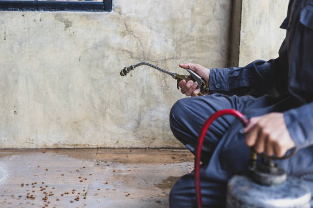 Best Local Pest Control Services  in Three Oaks, FL